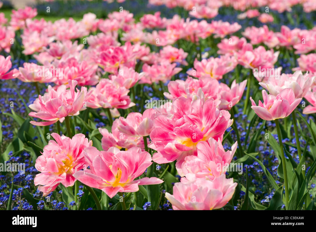 Blue forget-me-nots with pink tulips mix Stock Photo