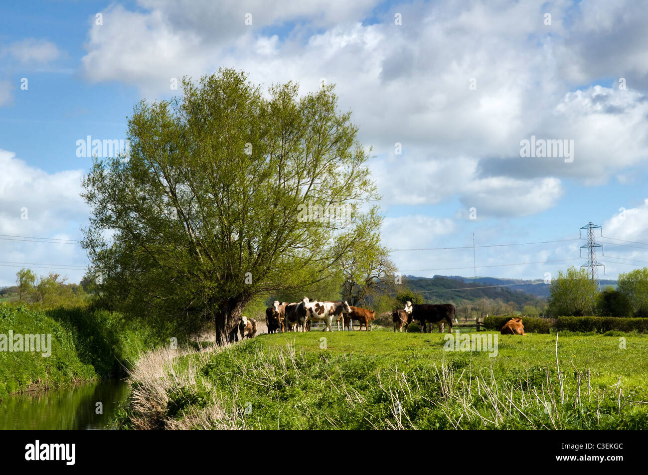 Countryside scene of livestock in field taken near Godney on the Somerset Levels, England,uk on fine spring day Stock Photo