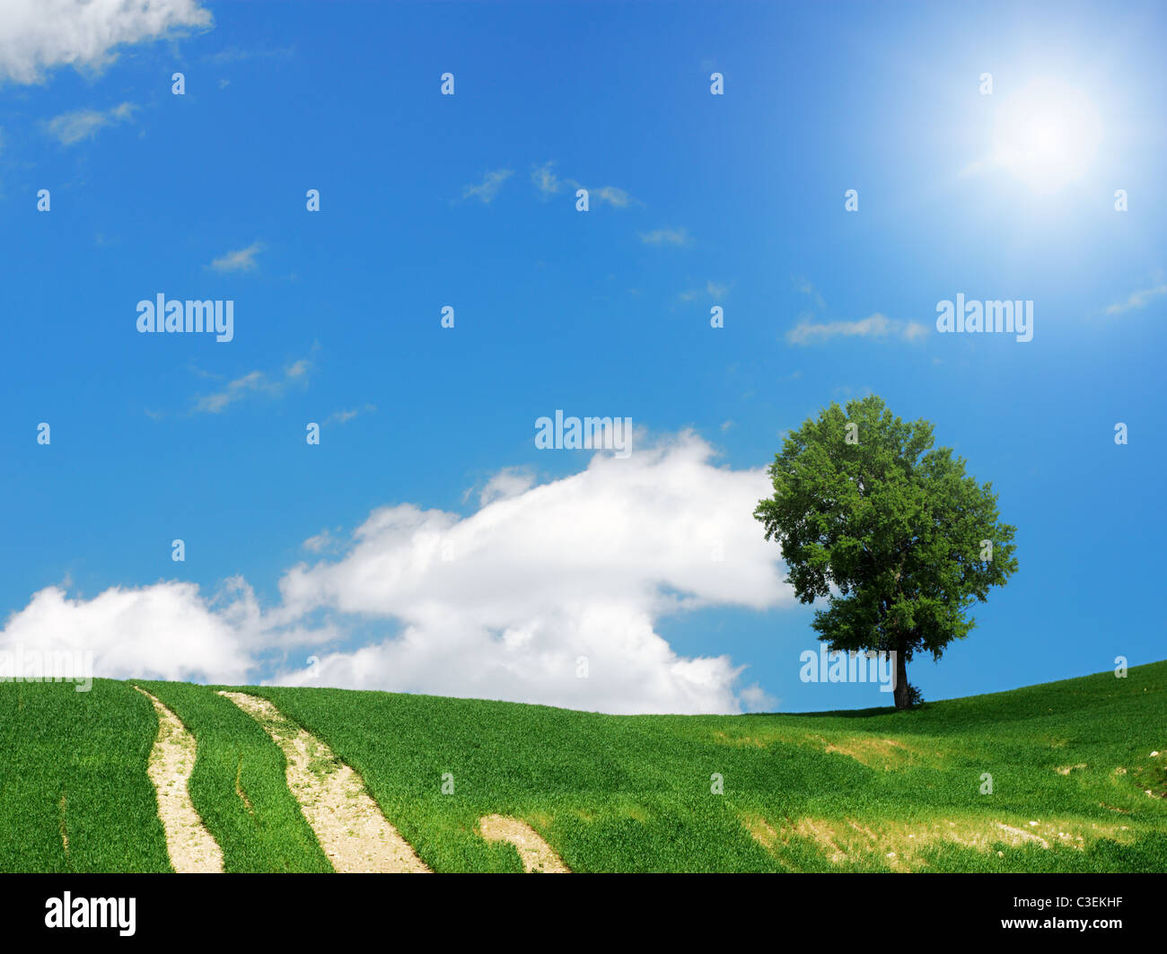Tree in green field with sun shining in the blue sky Stock Photo - Alamy
