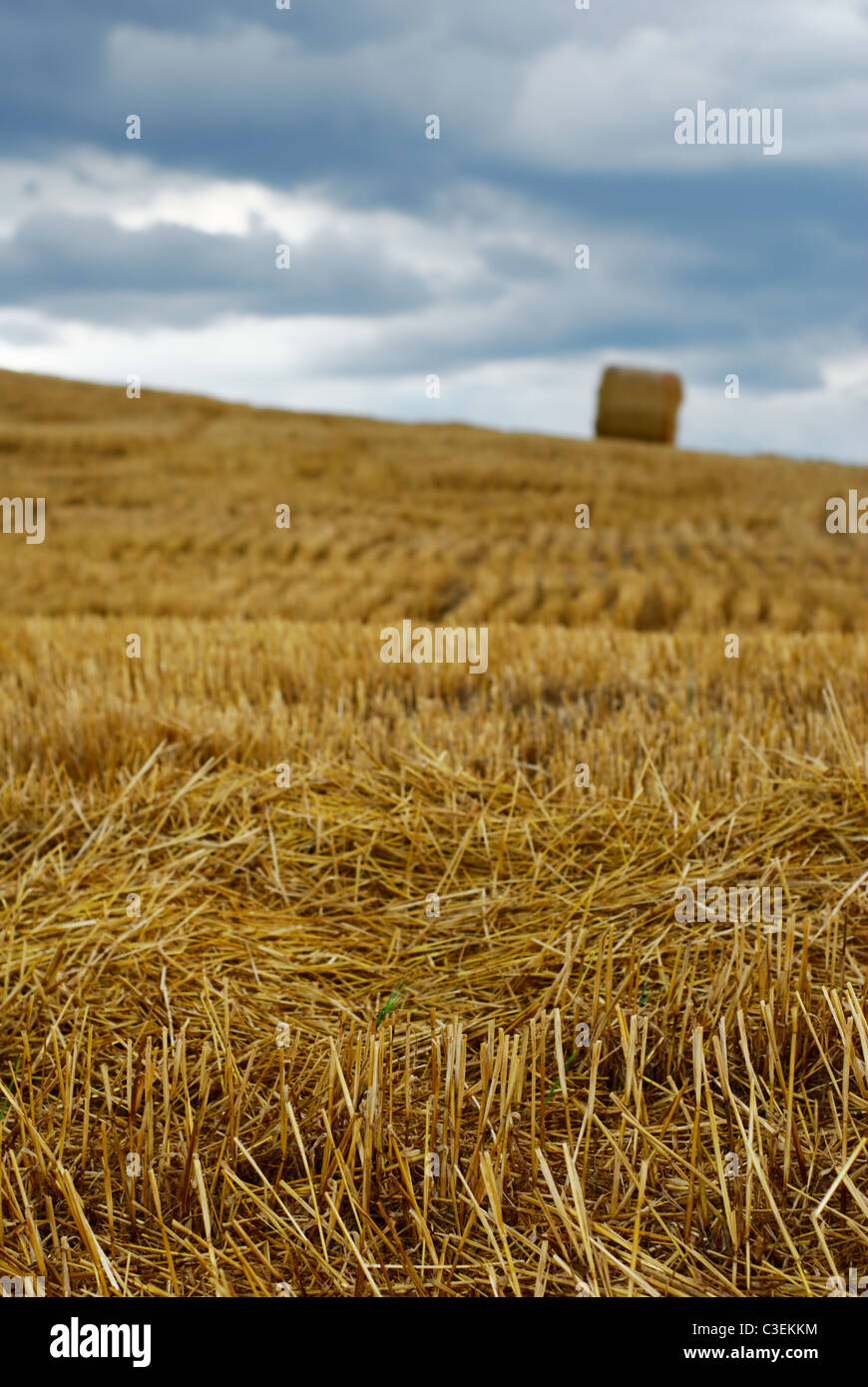 Field after harvest with straw and far away bale (selective focus on stems in foreground) Stock Photo