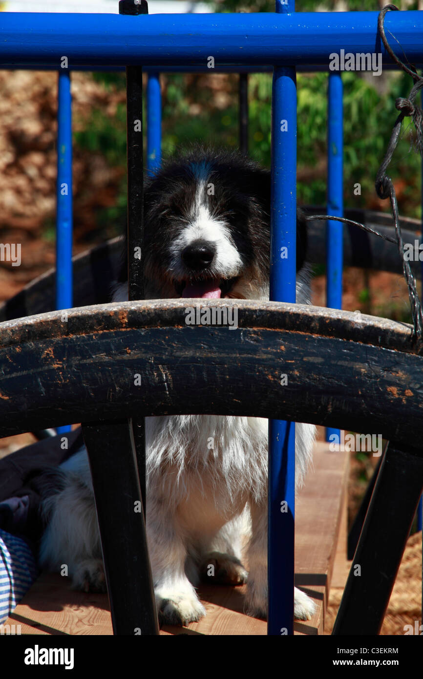 Doggy peeping through the bars of a typical Ibizan cart (Wagon) Stock Photo