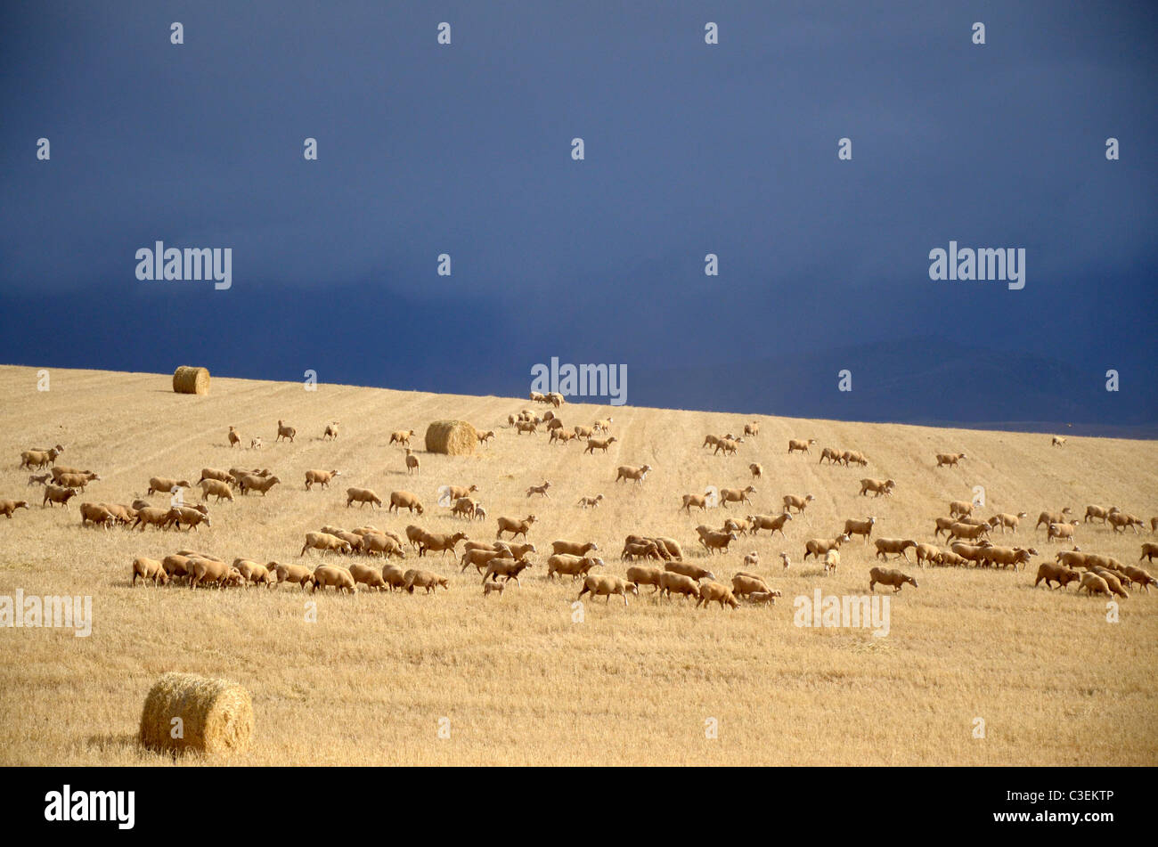 South African landscapes include desert, grassland, and mountains. Sheep in wheat field with blue stormy clouds Overberg Stock Photo