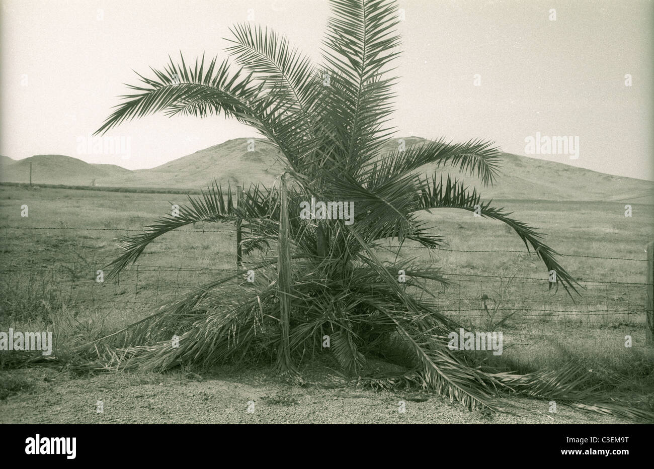palm tree along california road in the sierra nevada foothills east of Porterville 1990s California Stock Photo