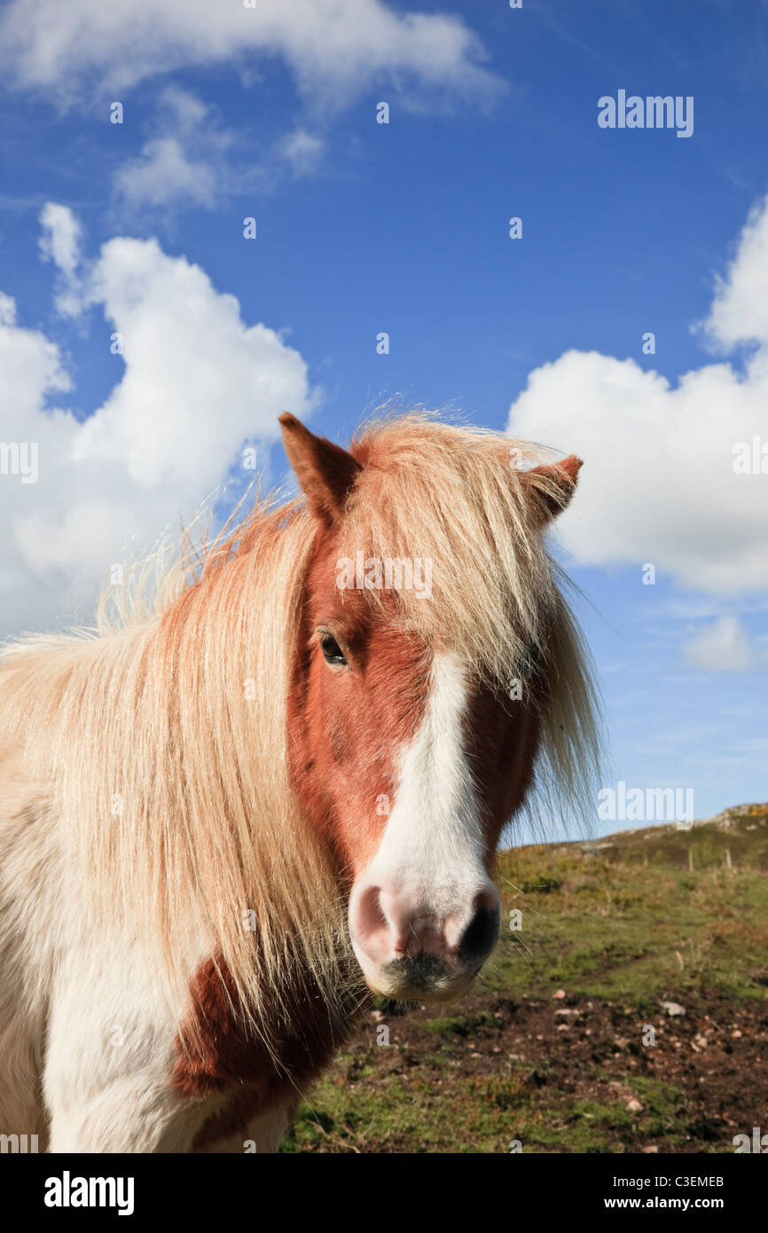 UK, Europe. Head portrait close-up of a brown and white pony Stock Photo