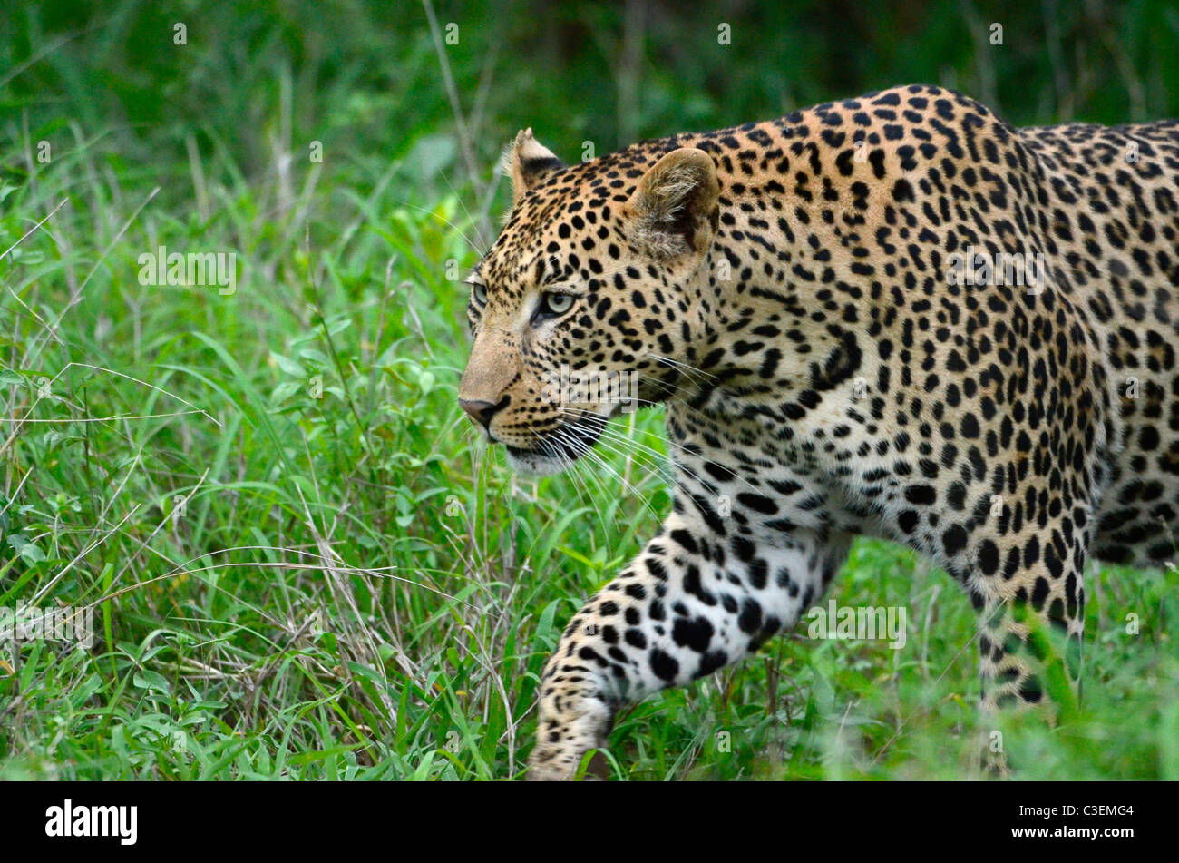 Affordable superb game viewing in the Kruger National Park, South Africa. Close-up of male leopard stalking through green grass Stock Photo