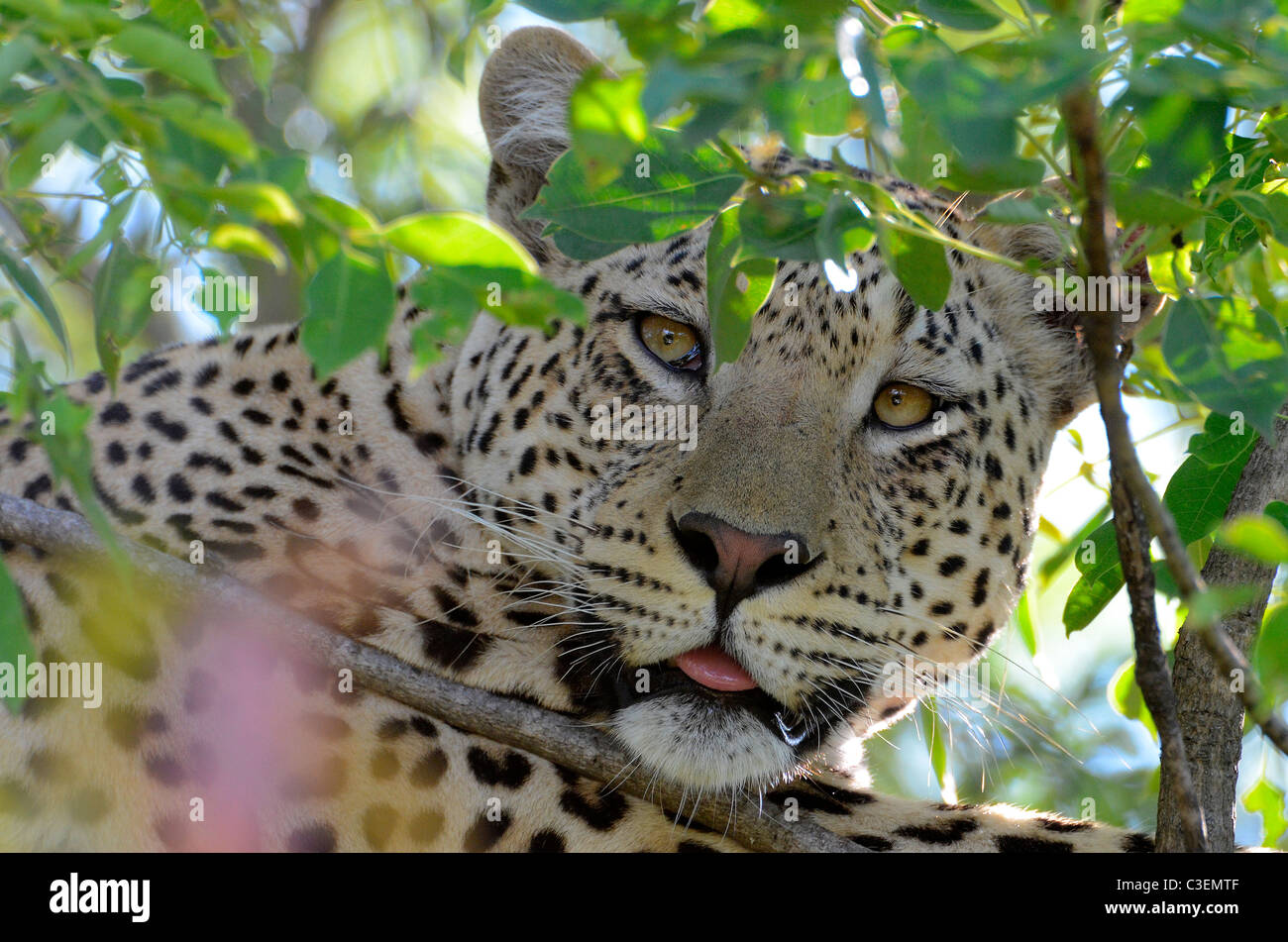 Affordable superb game viewing in the Kruger National Park, South Africa. Stunning close-up of male leopard lying on branch Stock Photo