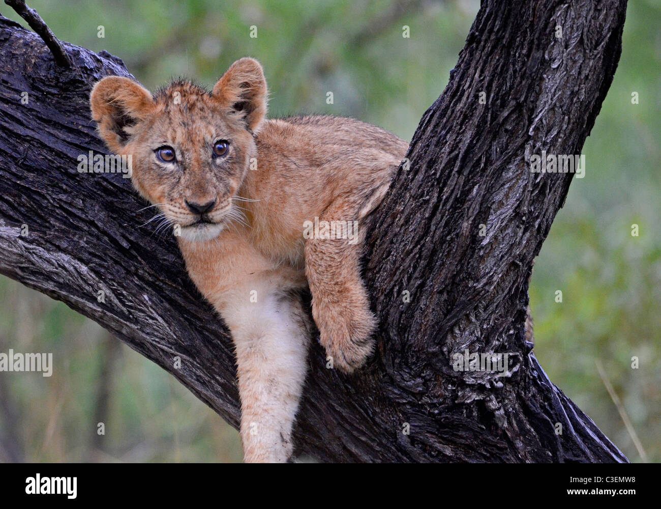Affordable superb game viewing in the Kruger National Park, South Africa. Happy lion cub lying in fork of tree, Pretoriuskop. Stock Photo