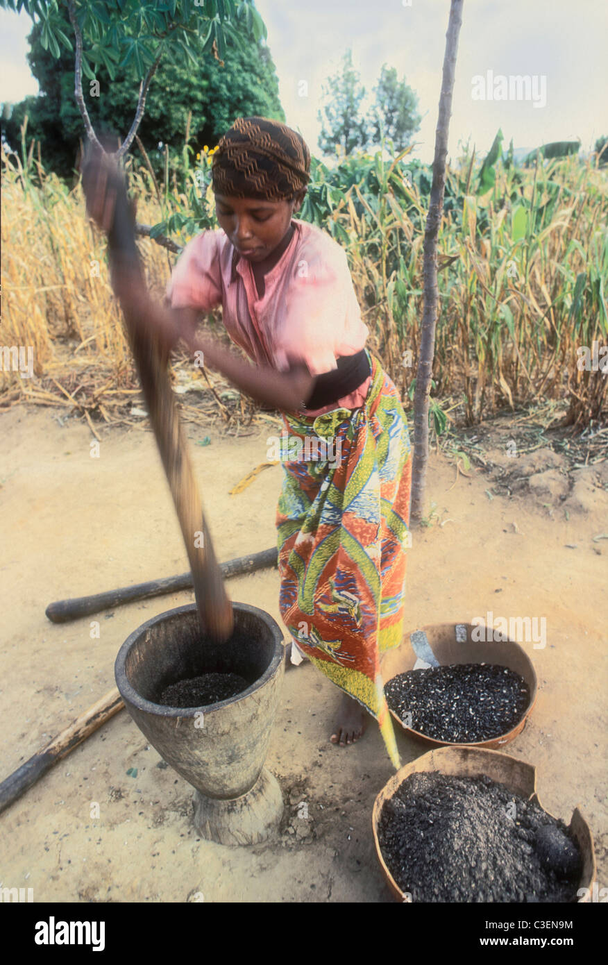 Sunflower seeds africa hires stock photography and images Alamy