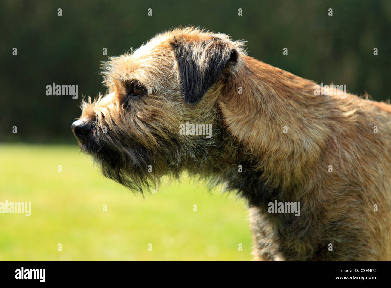 Border terrier Dog Stock Photo Alamy