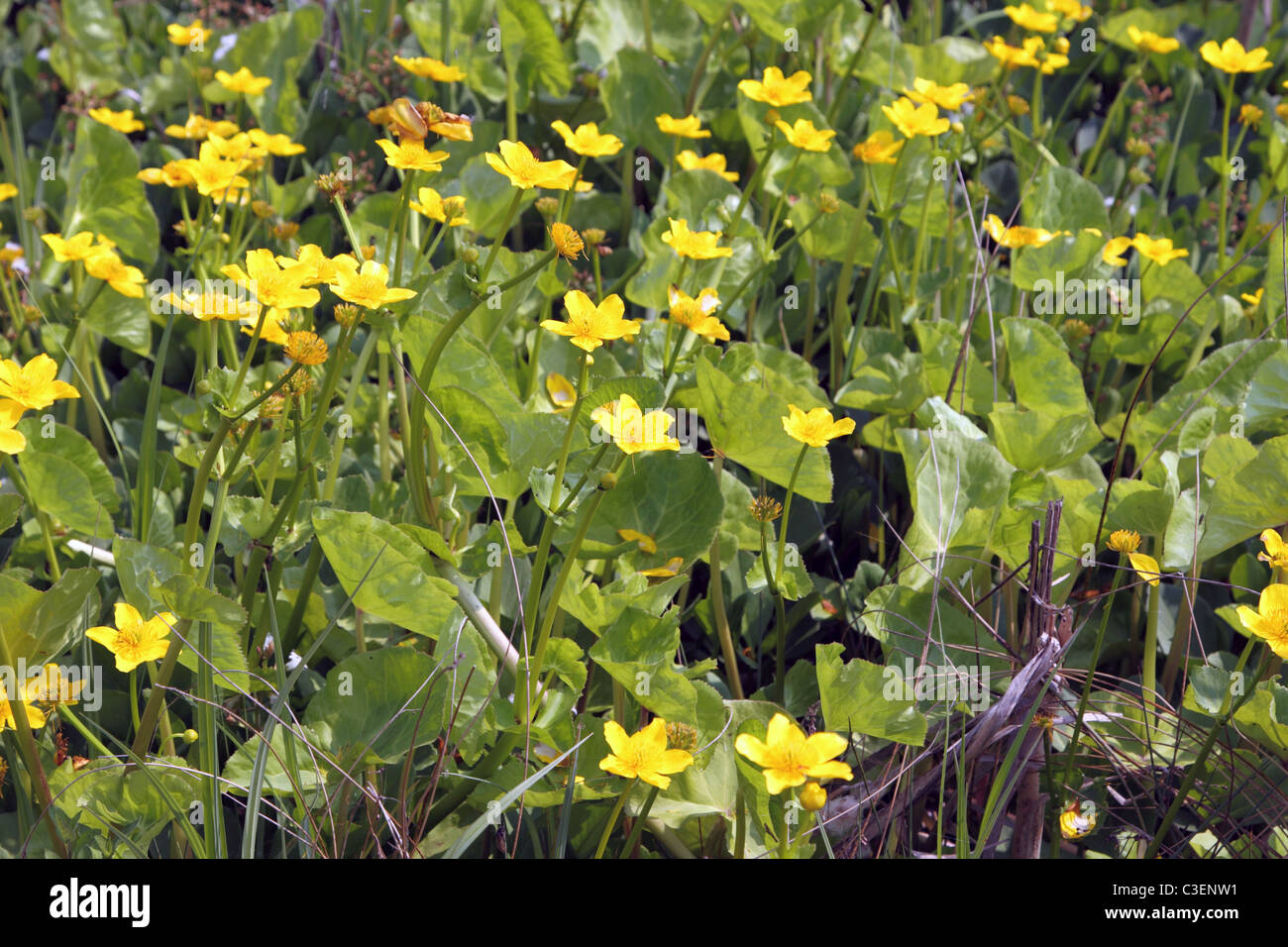 Marsh marigolds in flower Stock Photo Alamy