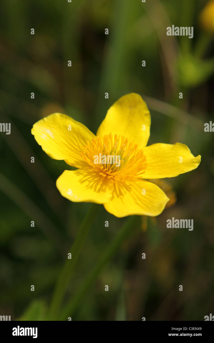 Marsh Marigold flower Stock Photo Alamy