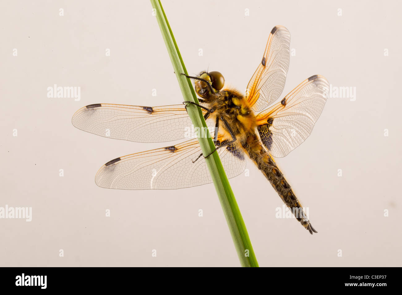 Libellula quadrimaculata - Four-spotted Chaser Dragonfly Stock Photo