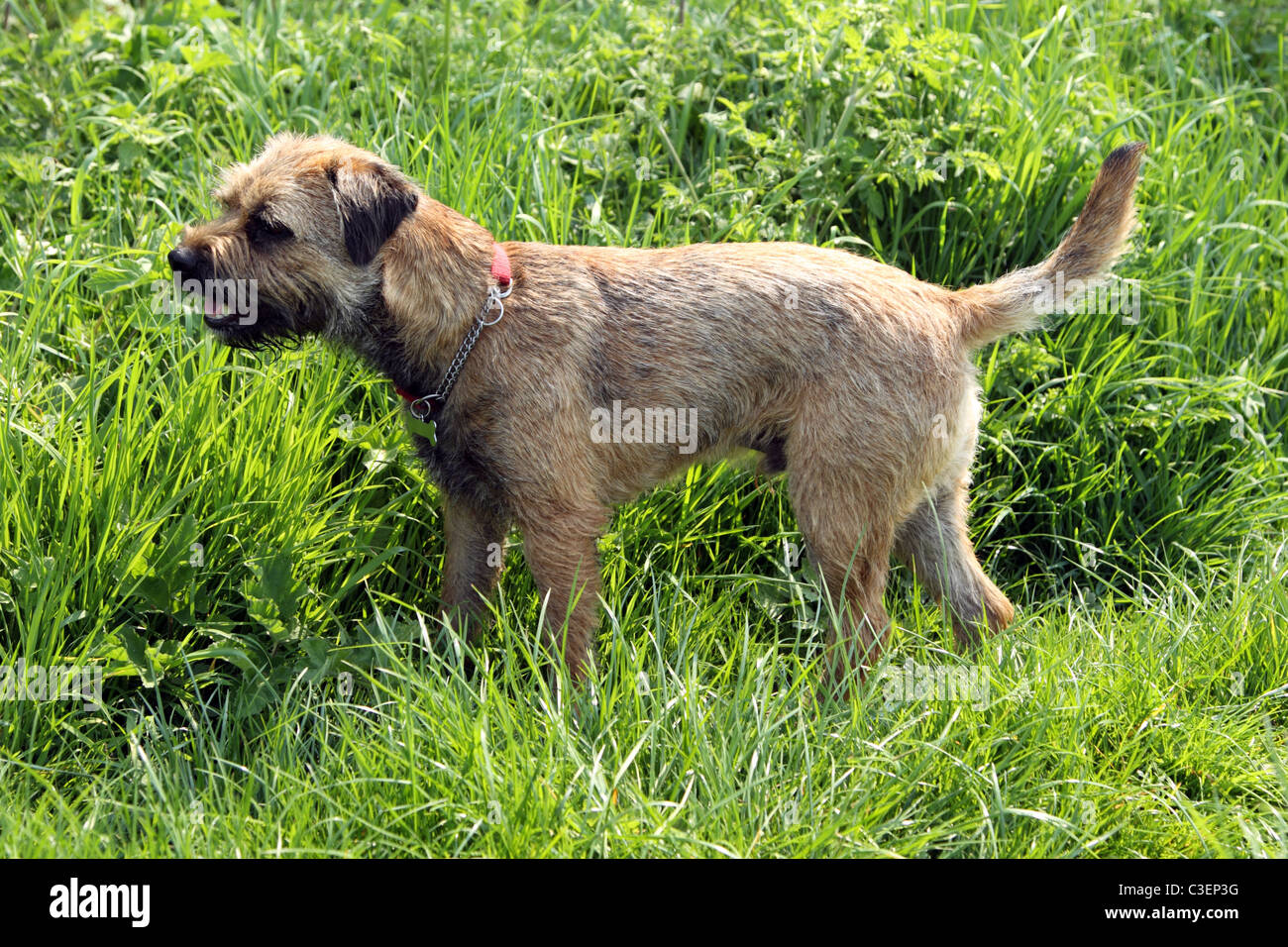 Irish store border terrier