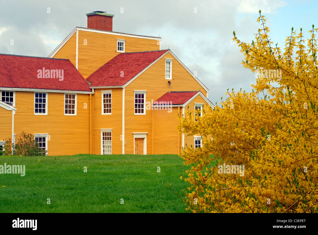 WentworthCoolidge Mansion in Spring. Forsythia in bloom Stock Photo