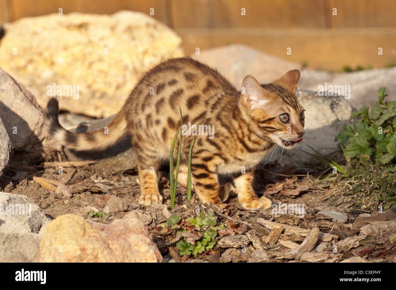 Stock photo of a bengal kitten in a rock garden. Stock Photo