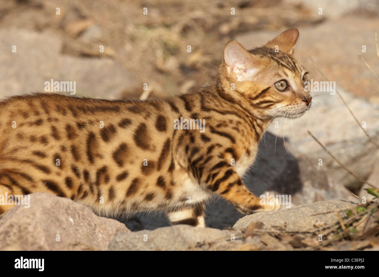 Stock photo of a bengal kitten in a rock garden. Stock Photo