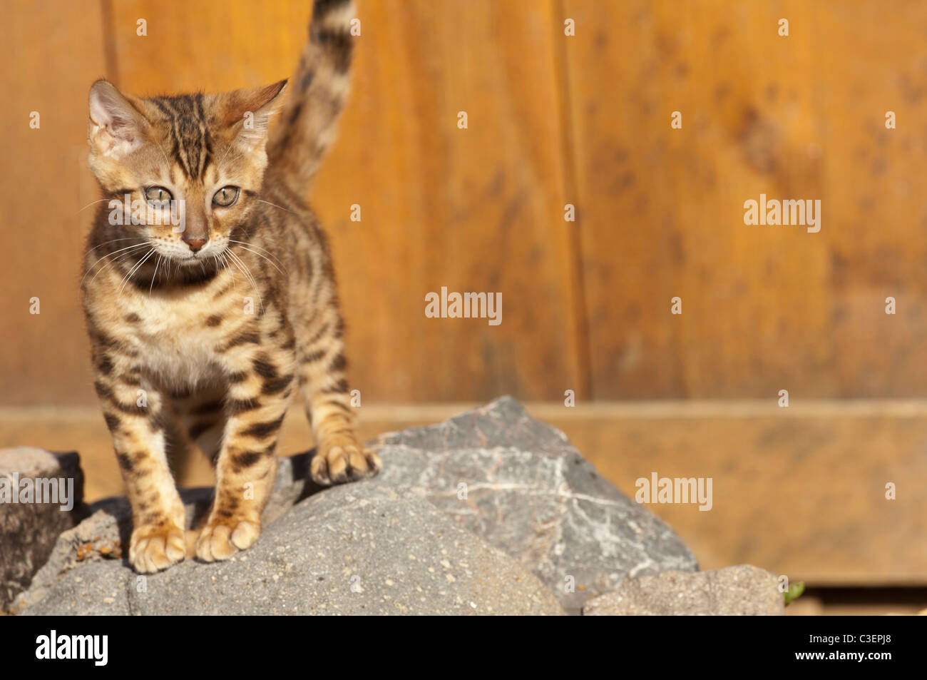 Stock photo of a bengal kitten in a rock garden. Stock Photo