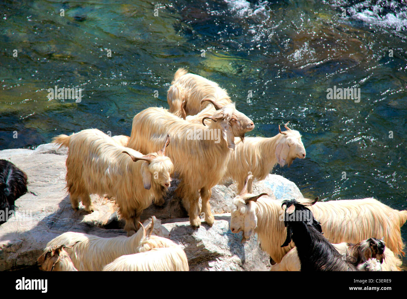 mountain goats Stock Photo