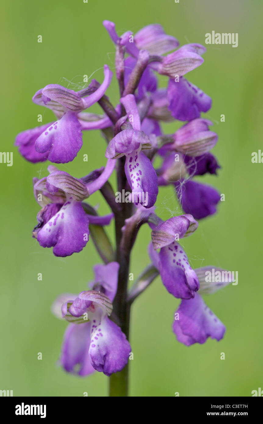 Green Winged Orchid: Orchis morio. Marden Meadow, Kent, England Stock Photo