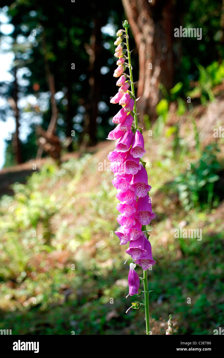 foxglove flowers in Darjeeling, West Bengal, India Stock Photo Alamy