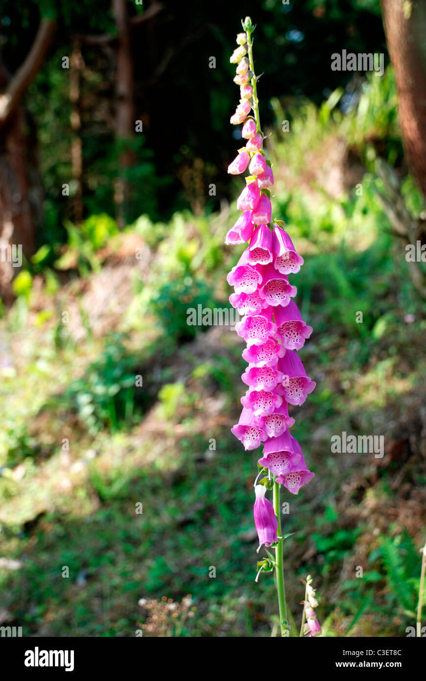 foxglove flowers in Darjeeling, West Bengal, India Stock Photo