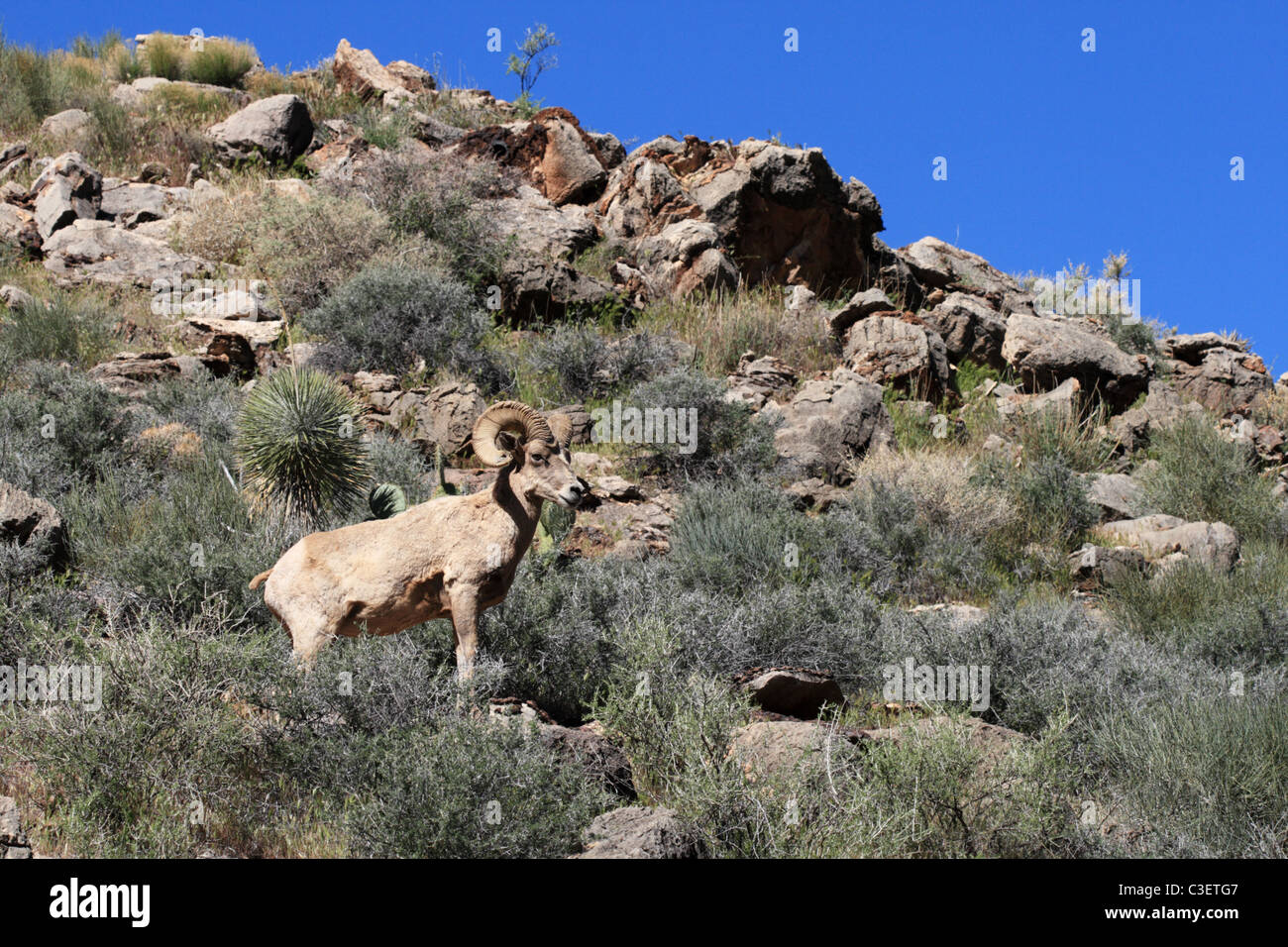 desert bighorn sheep ram in the Grand Canyon of Arizona Stock Photo