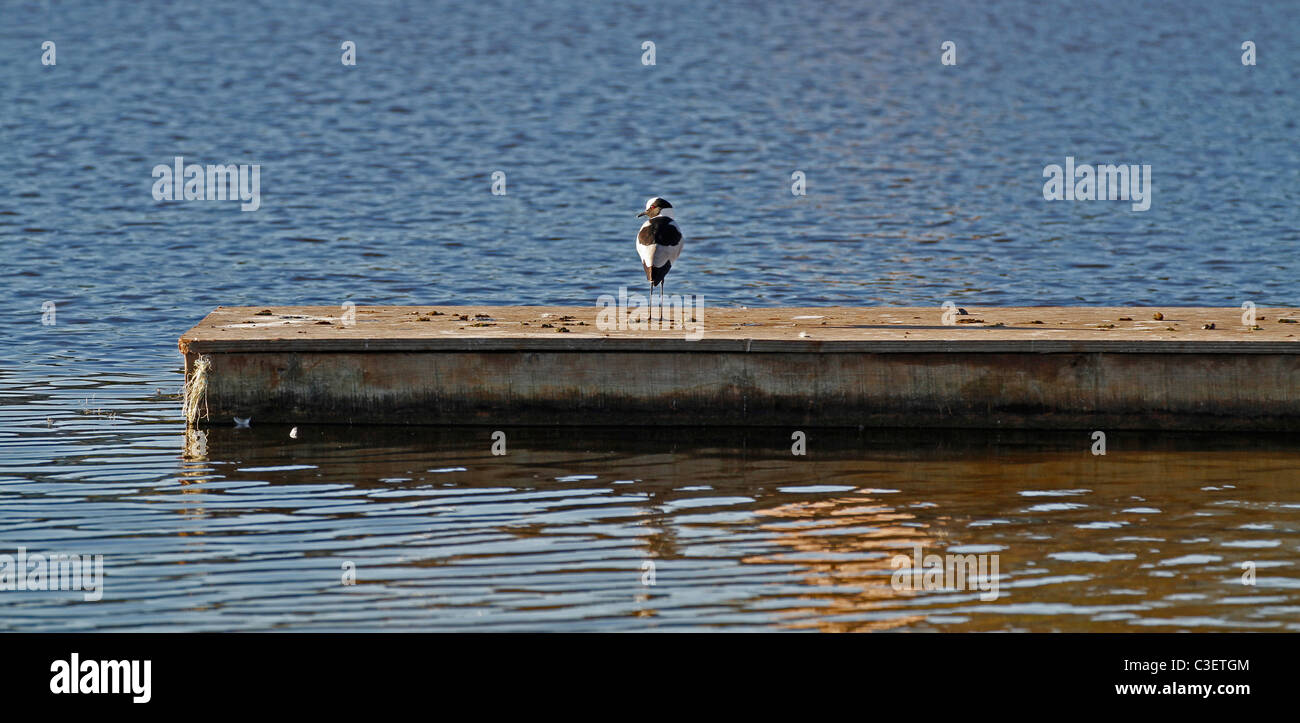 Blacksmith Lapwing or Blacksmith Plover (Vanellus armatus Stock Photo ...