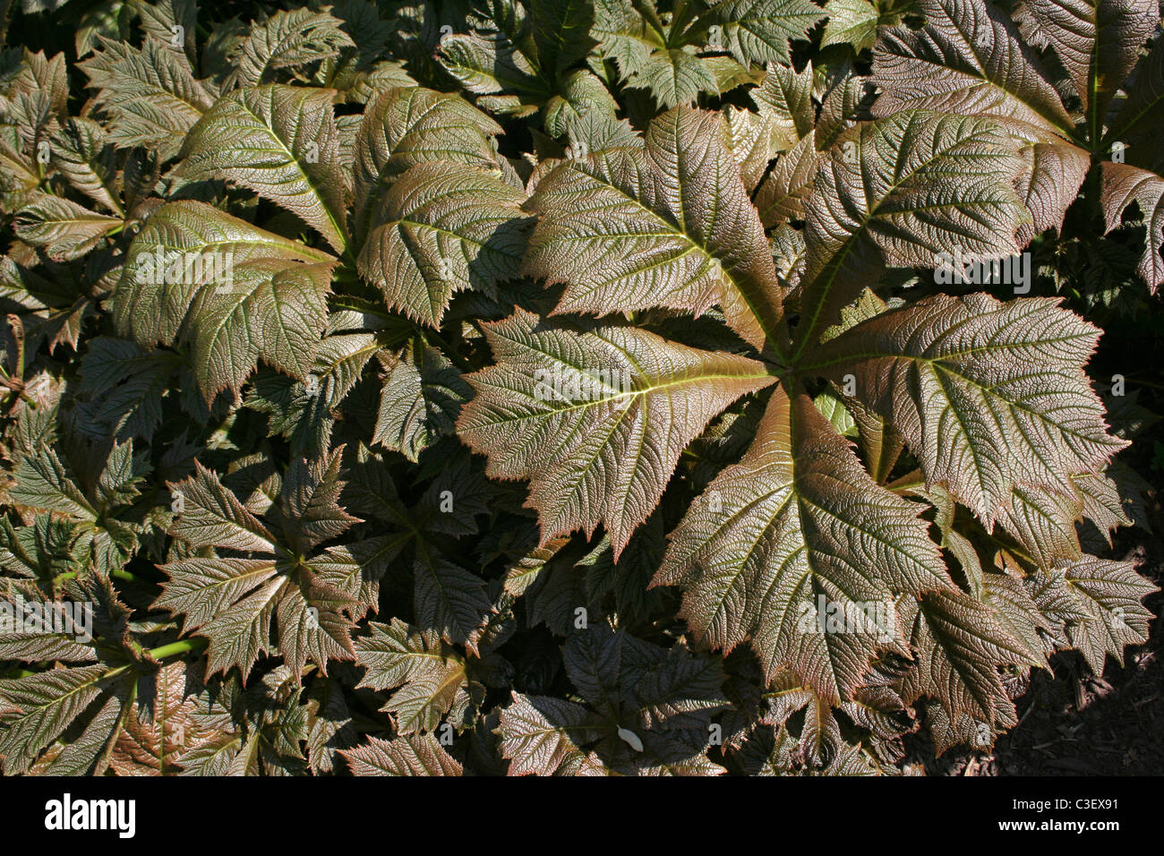 Large Brown Leaves Of An Architectural Garden Plant Stock Photo