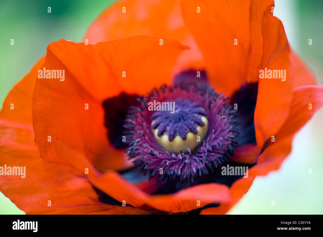 A single macro image of Papaver orientale _ Red Oriental Poppy Stock Photo