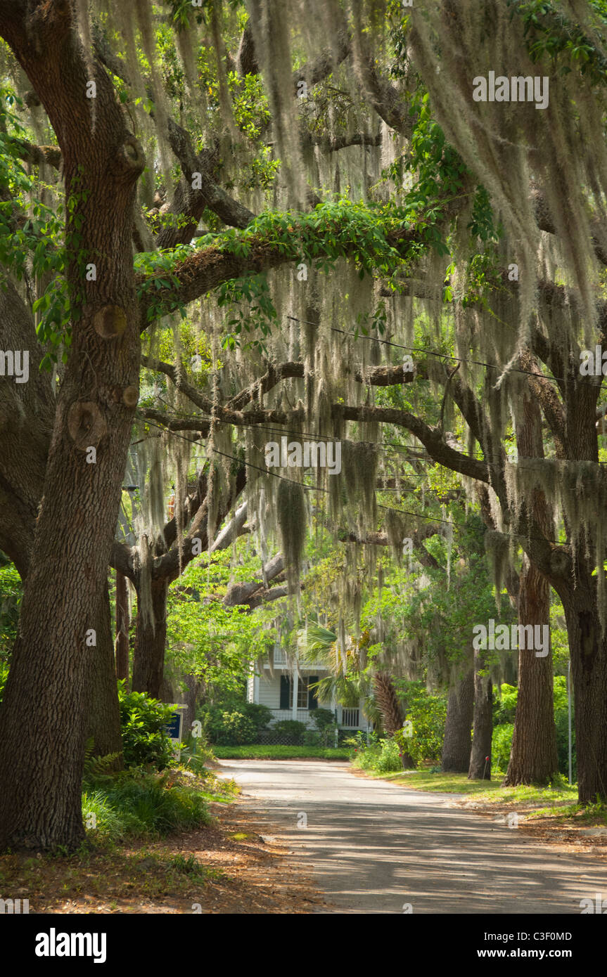 South Carolina, Beaufort. Huge old Southern Live Oak trees (Quercus