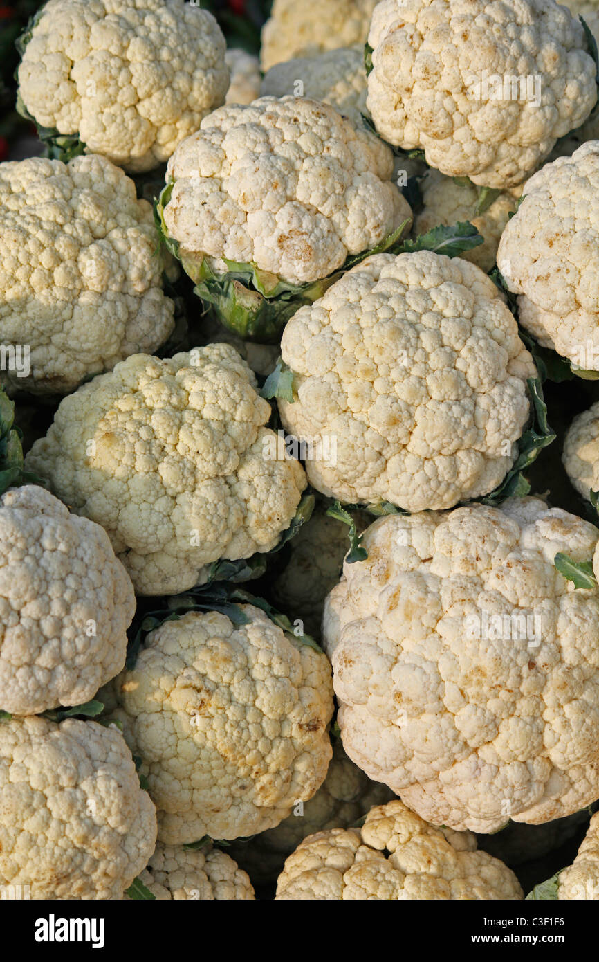 Cauliflower, Brassica oleracea var botrytis, Common vegetable in India Stock Photo