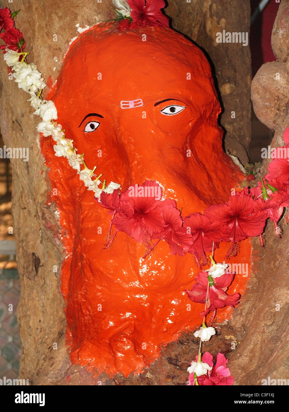 Naturally Formed Shape of Idol Ganesha in Trunk Part of Gooseberry Tree at Pavas, Ratnagiri, Maharsshtra, India Stock Photo