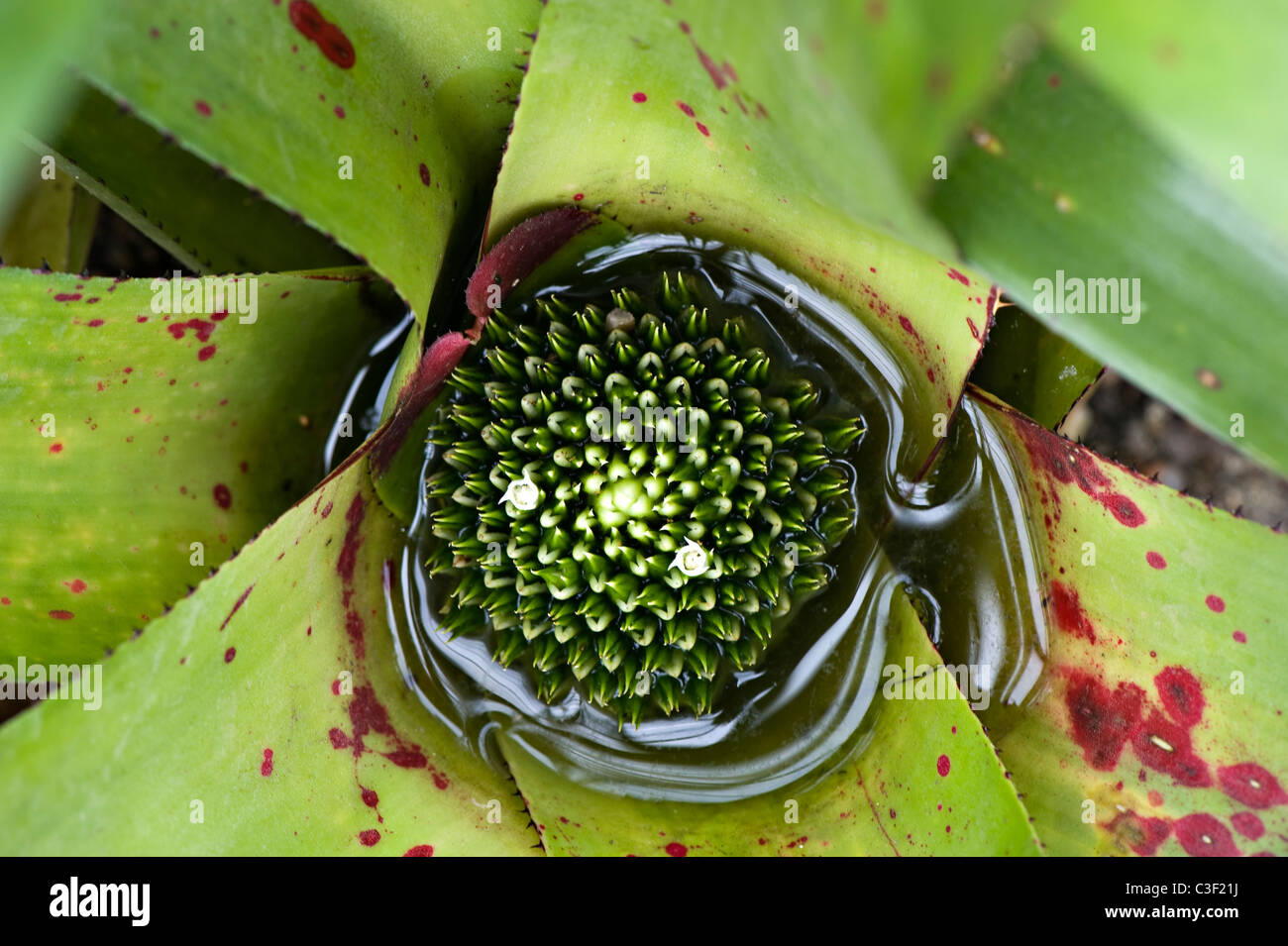 Close-up image of a Neoregelia burle-marxii flower Stock Photo