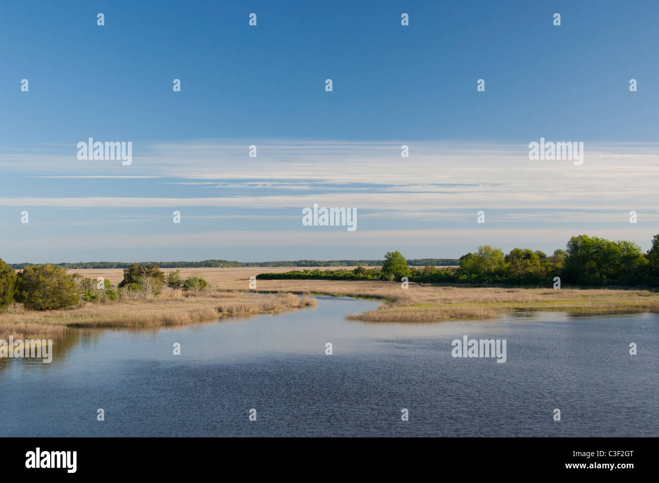 South Carolina. Marsh & wetland habitat in the Atlantic Intracoastal