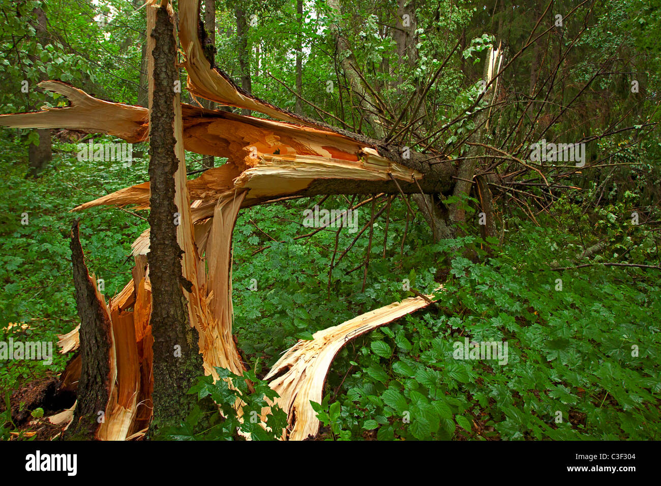 Broken tree in the wood after storm Stock Photo Alamy
