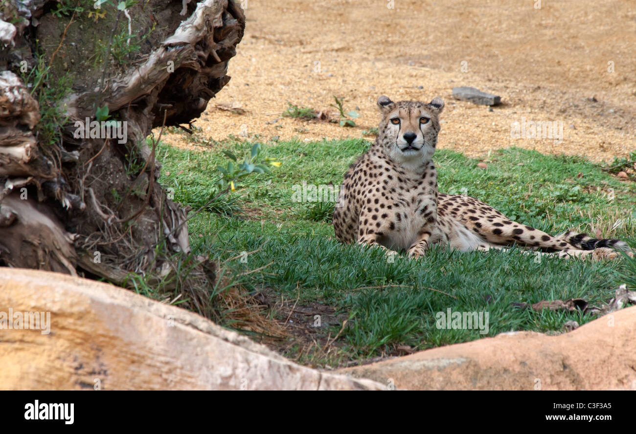Cheetah sitting on the grass Stock Photo