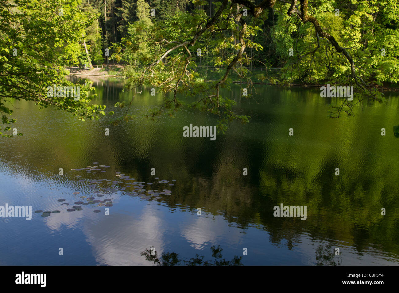 Green pond Stock Photo