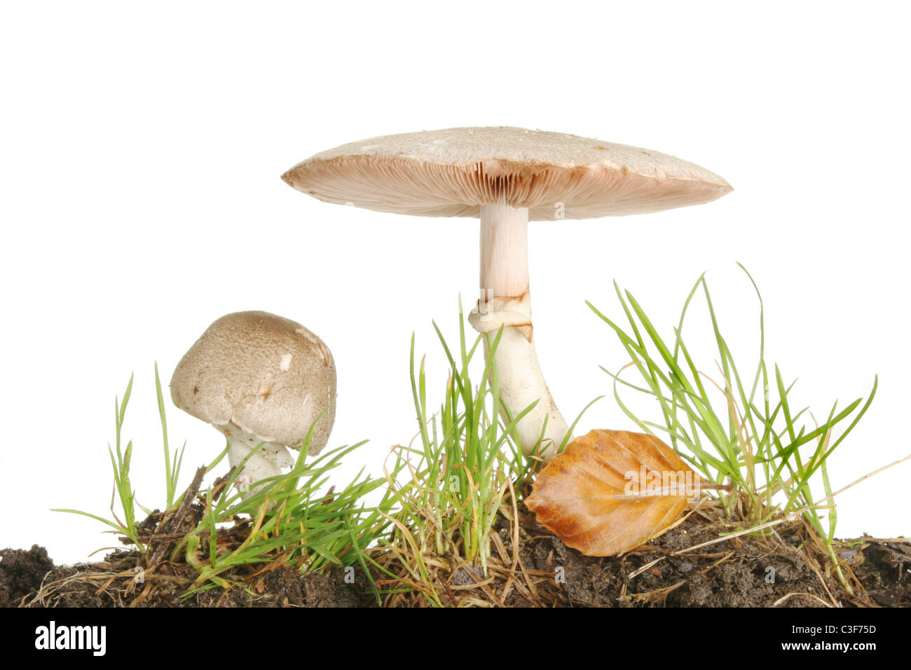 Two wild mushrooms growing in soil, grass and leaf litter Stock Photo
