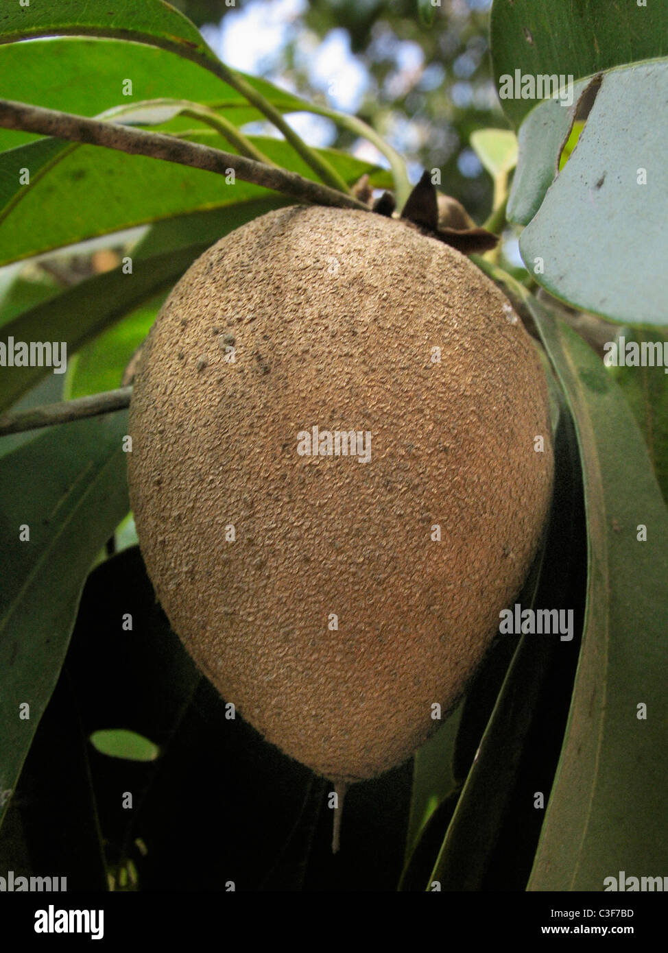 Chiku, Sapodilla, Achras sapota, Manilkara zapota, Naseberry Stock Photo