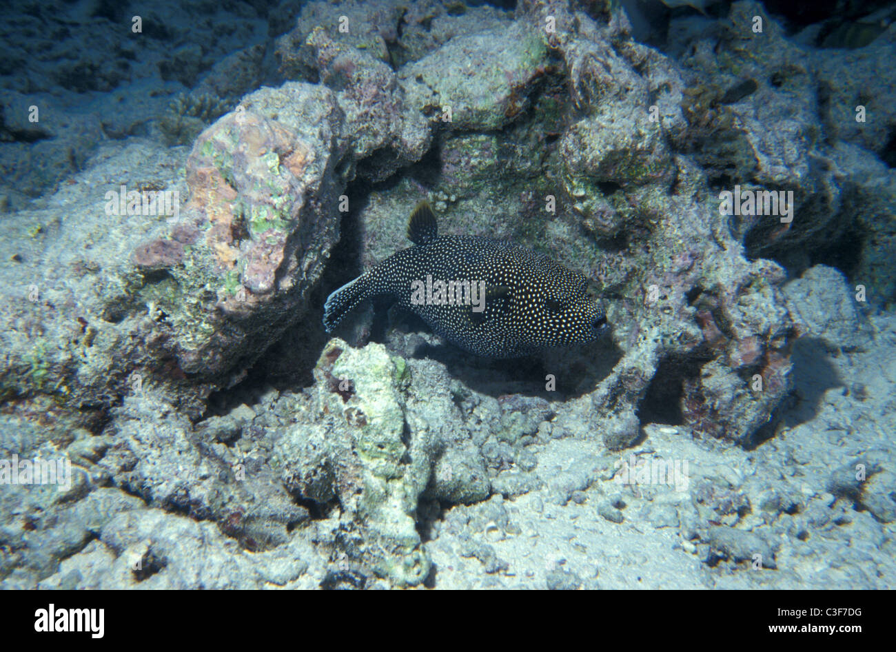 Guineafowl puffer - White-spotted pufferfish - Golden puffer (Arothron meleagris) swimming on coral reef Stock Photo