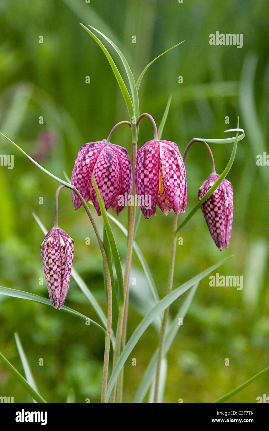 Drooping chequered heads of Snakes Head Fritillary flowers Fritillaria meleagris in early spring Stock Photo