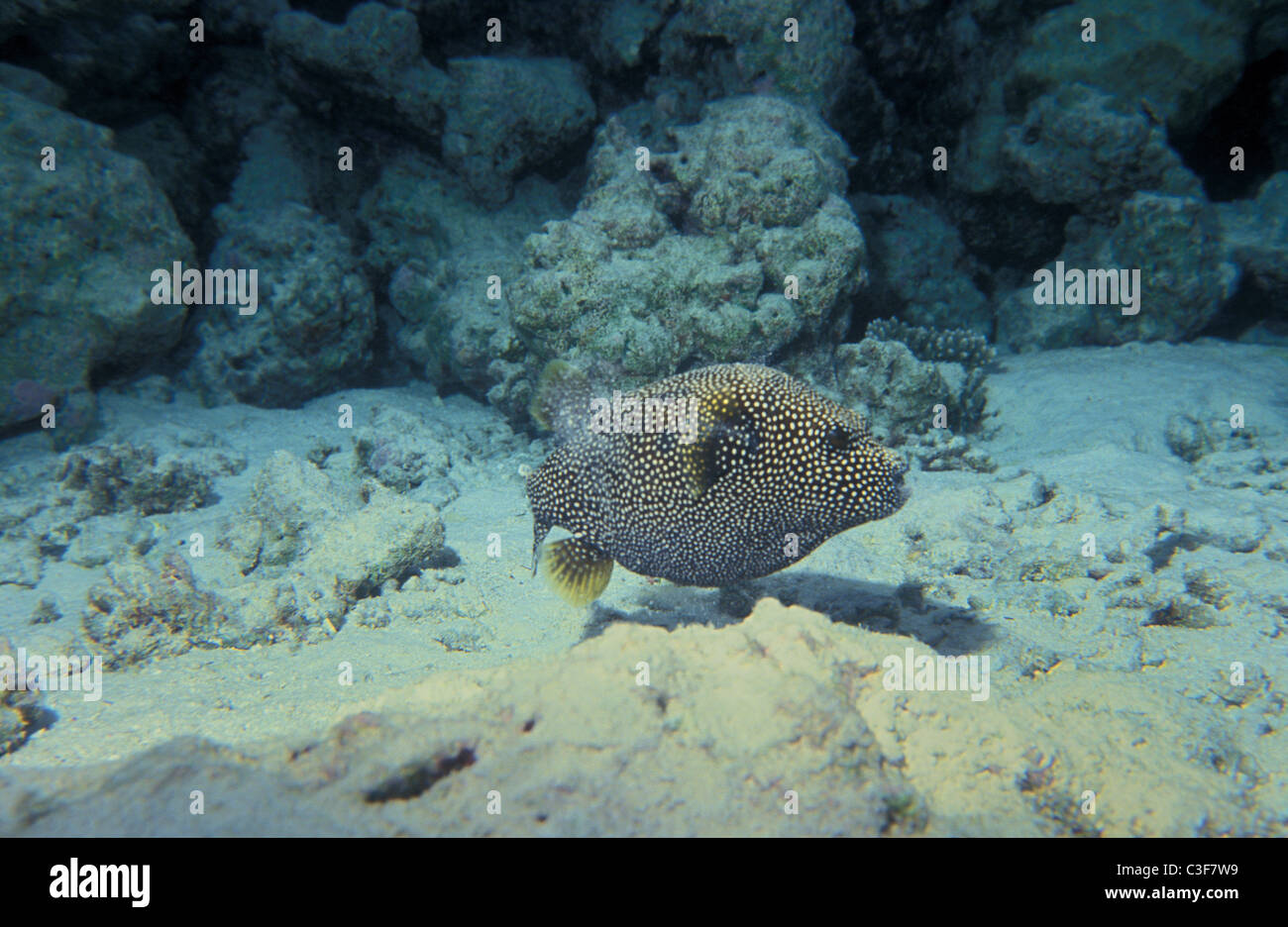 Guineafowl puffer - White-spotted pufferfish - Golden puffer (Arothron meleagris) swimming on coral reef Stock Photo