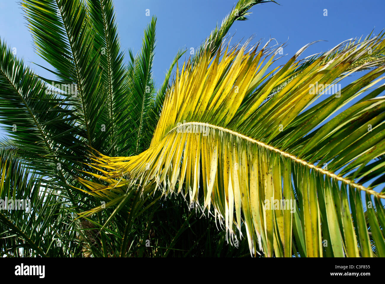 Closeup palm tree on blue sky background Stock Photo - Alamy