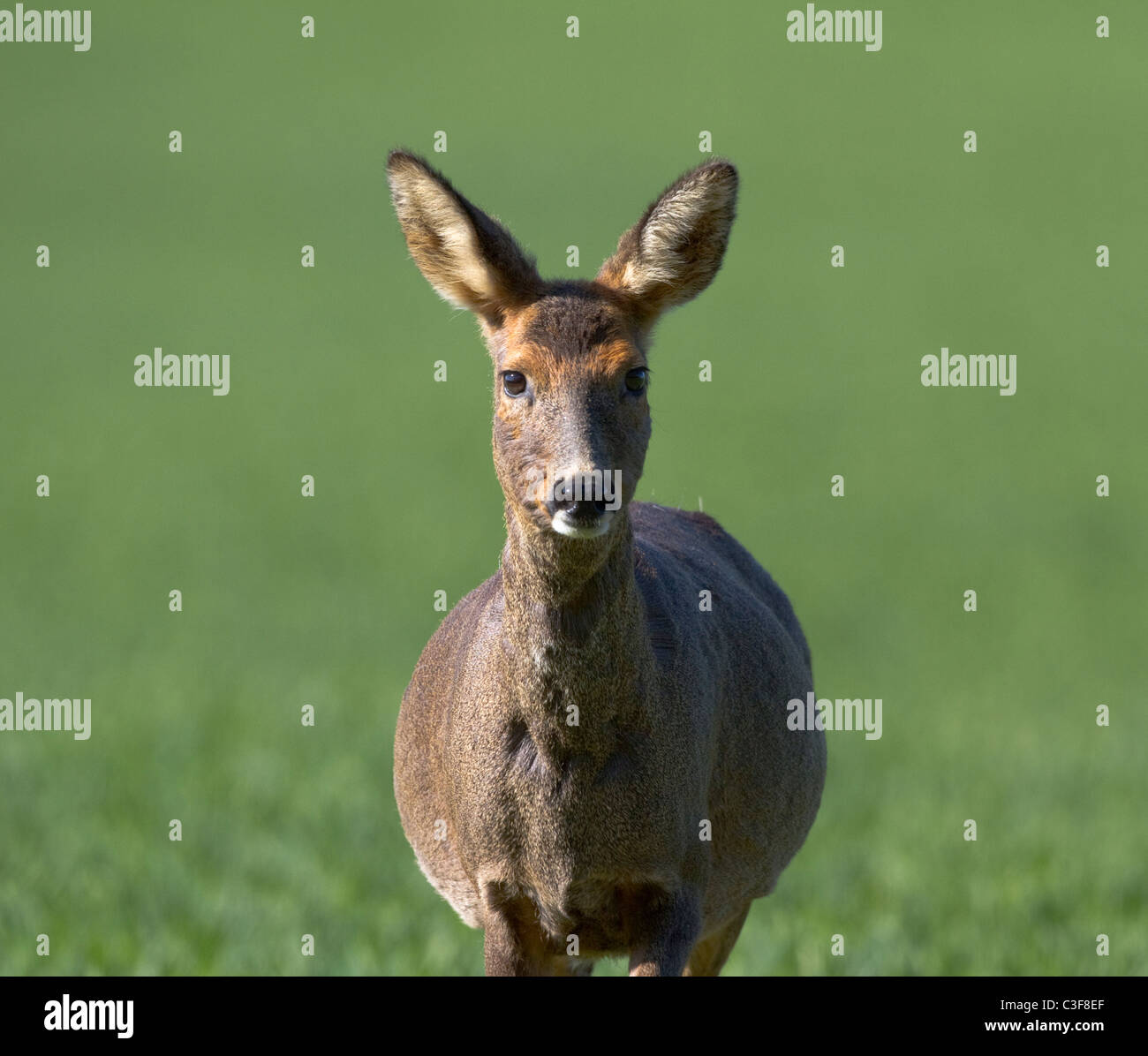 Roe deer doe hi-res stock photography and images - Alamy