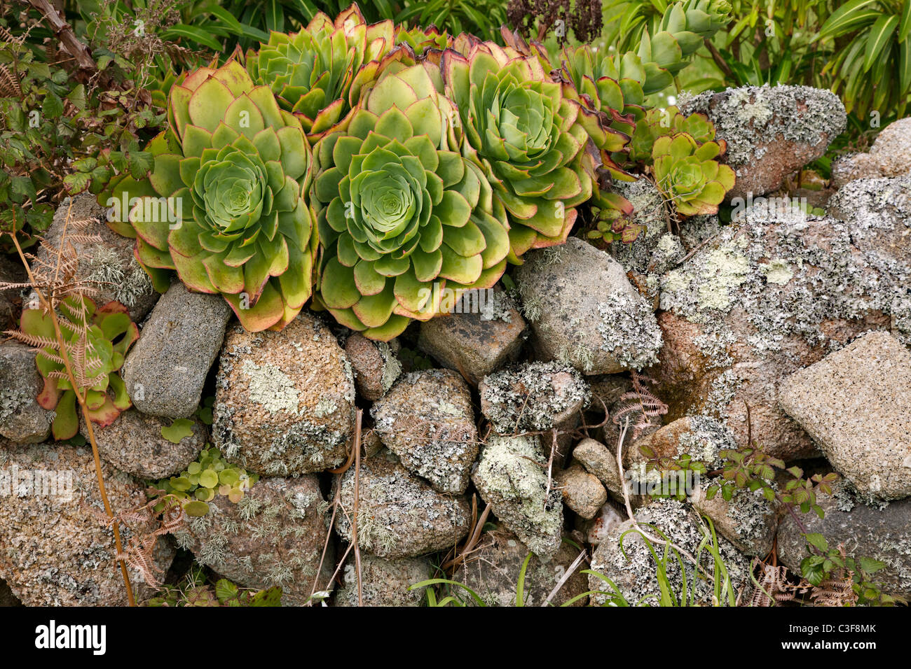 Aeonium or Giant Houseleek growing on a wall in the Isles of Scilly Stock Photo