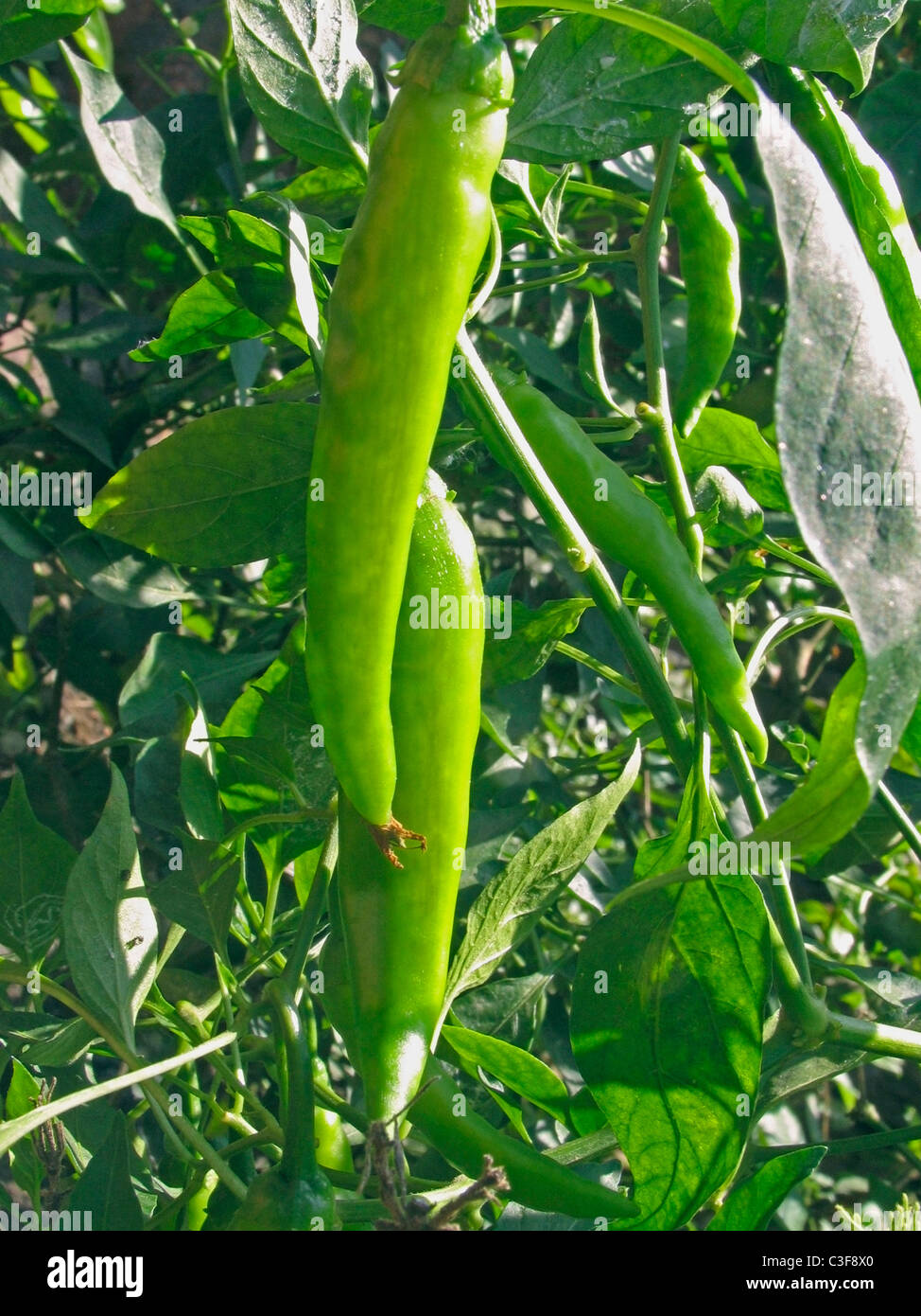 Capsicum Annuum India High Resolution Stock Photography and Images - Alamy