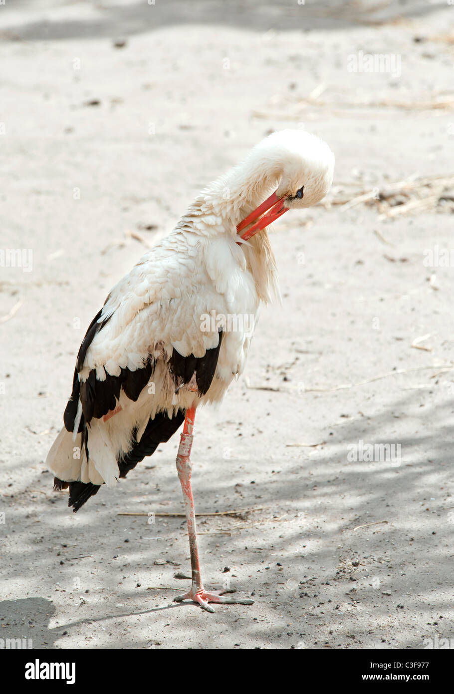White Stork preening itself Stock Photo - Alamy