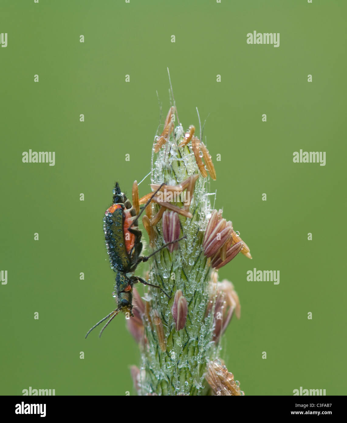 Soft Beetles High Resolution Stock Photography and Images Alamy