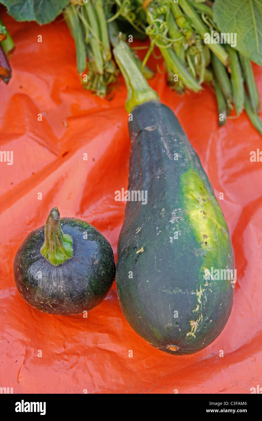 Pumpkin, Cucurbita pepo pepo Stock Photo - Alamy