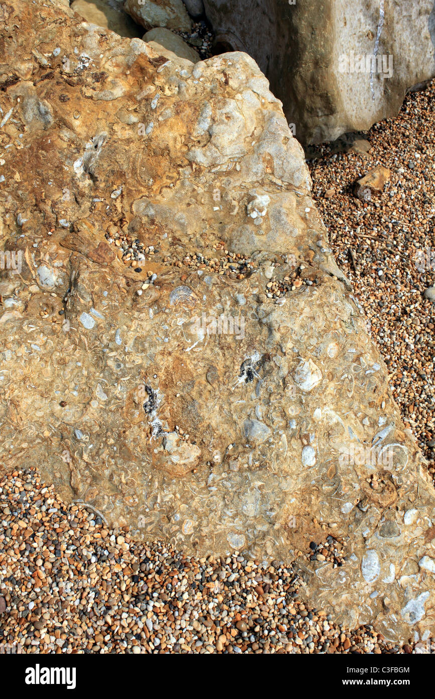 Fossils on fallen rock on the beach at Burton Bradstock near Bridport on the Jurassic Coast, Dorset England UK. Stock Photo
